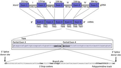 Evidence of Alternative Splicing as a Regulatory Mechanism for Kissr2 in Pejerrey Fish